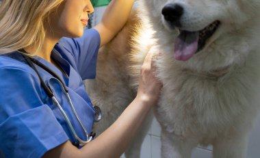 Veterinerdeki köpek bir doktorla görülmüş.