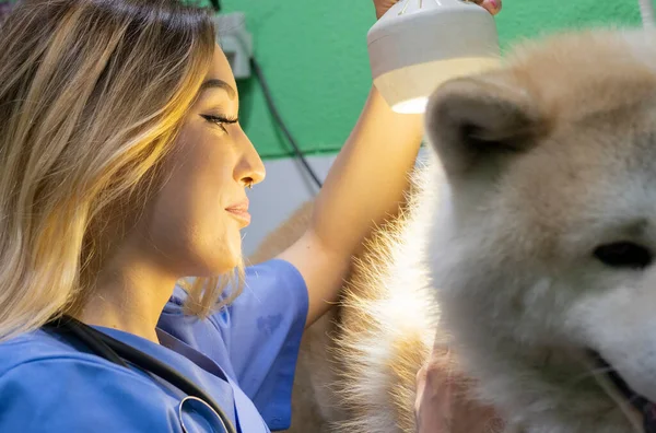 dog in vet being observed with a doctor