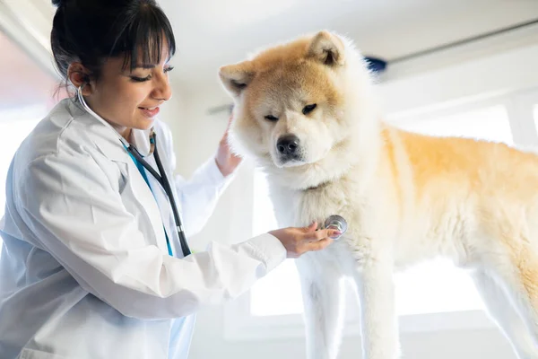 female veterinary doctor with dog in clinic