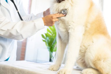 Steteskoplu eller danışma için büyük köpeğe eşlik ediyor.