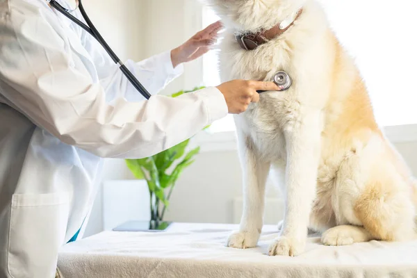 Stethoscope Hands Escorting Dog Chest Vet — Stock Photo, Image