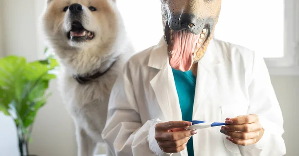 带着狗的体温的无脸兽医 — 图库照片