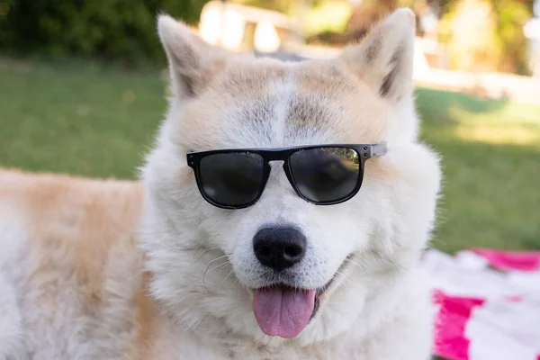 선글라스를 행복해 강아지 — 스톡 사진