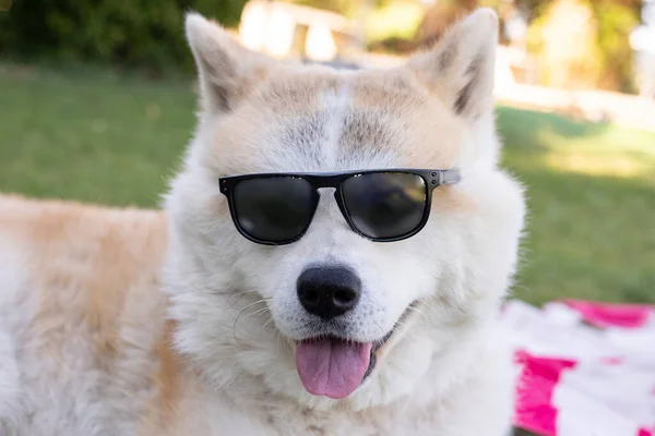 Chien Avec Des Lunettes Soleil Heureux — Photo