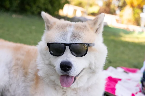Pies Okularach Przeciwsłonecznych Szczęśliwy — Zdjęcie stockowe