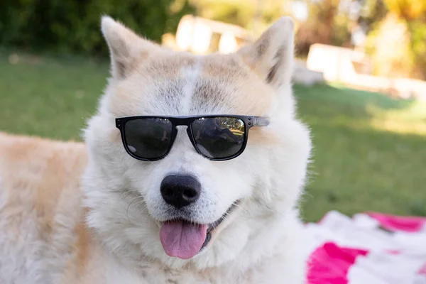 Собака Сонцезахисних Окулярах Щасливий — стокове фото