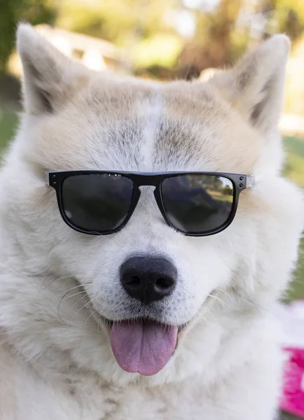 Cane Con Gli Occhiali Sole Felice — Foto Stock