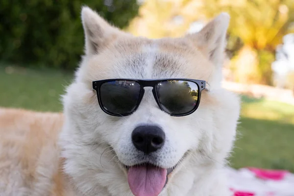 Cane Con Gli Occhiali Sole Felice — Foto Stock