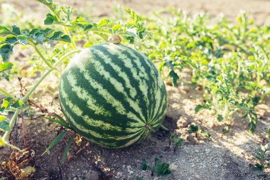 Karpuz ekilmiş sebze bahçesi