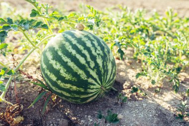 Karpuz ekilmiş sebze bahçesi