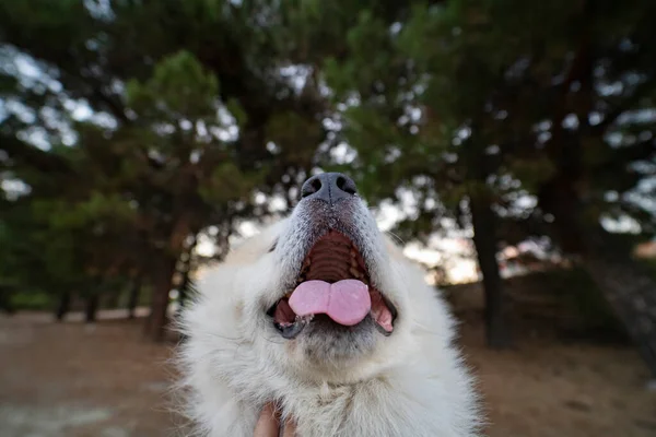 Bom Cão Saindo Sua Língua — Fotografia de Stock