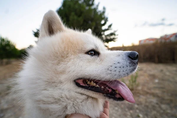 Bel Cane Sporgere Lingua — Foto Stock