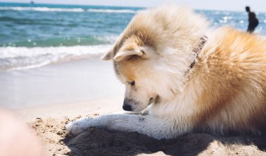 Güzel bir akita inu köpek, plajda, yaz günleri, akita inu, seyahat konsepti