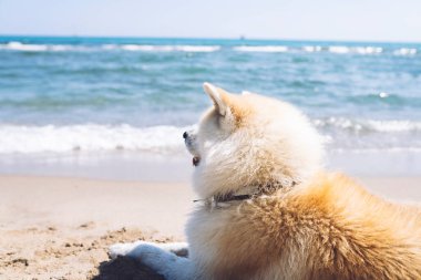 Güzel köpek kumsalda oturuyor, yaz konsepti.