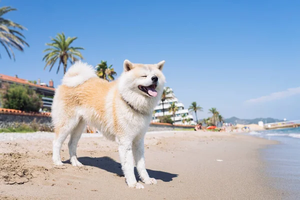 Hund Akita Inu Stranden Solig Dag Med Palmer Med Kärlek — Stockfoto