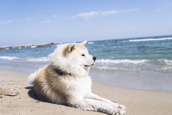 砂浜に座っている素敵な犬夏のコンセプト — ストック写真