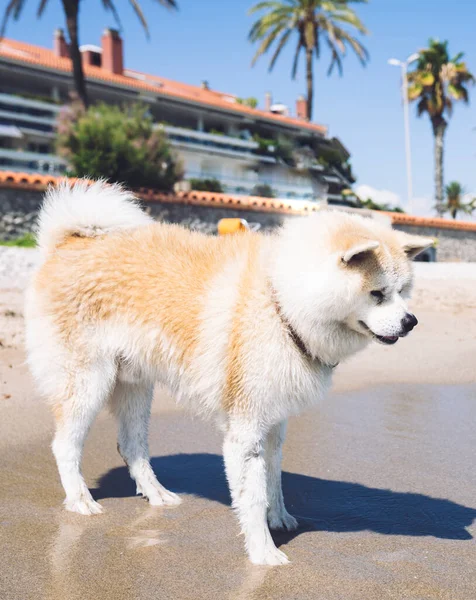 Cane Che Cammina Sulla Spiaggia Felice Estate — Foto Stock