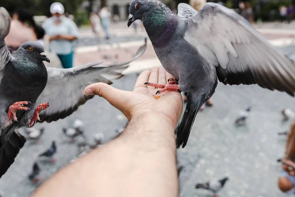 Mão Segurando Alimentos Para Pombo — Fotografia de Stock