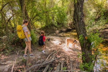 Sırt çantalı anne ve çocukları ve köpekleri, yumuşak bir derenin yanında güneşli, yeşil bir orman patikasında yürüyüş yapar. Bağ kurma, keşif ve açık hava aile macerasının tadını çıkarırlar.