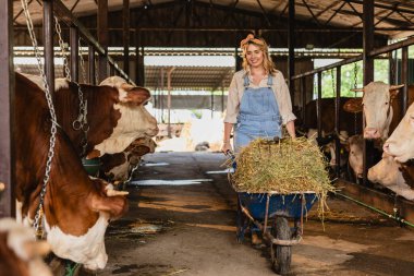 Genç çiftçi kadın ahırda yürürken gülümsüyor, kırsal bir çiftlikte bir sıra kahverengi ve beyaz süt ineğini beslemek için bir el arabası saman itiyor.