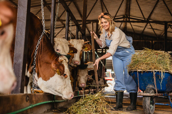 Молодая женщина-фермер улыбается, кормя сеном от тачки до молочных коров в сарае, подчеркивая устойчивое сельское хозяйство и концепцию защиты животных