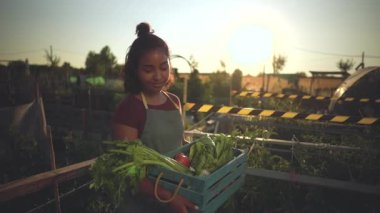 Gülümseyen genç bir kadın çiftçi güzel bir günbatımında bir halk bahçesinde marul ve domates de dahil olmak üzere taze organik sebzelerle dolu bir sandık taşıyor ve yürüyor.