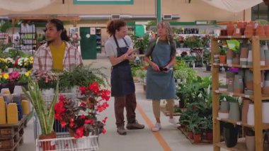 Mature female florist wearing an apron managing plant inventory with a digital tablet at the counter of a flower shop, checking potted petunias and organizing the display for sale