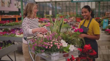 Mature female florist wearing an apron managing plant inventory with a digital tablet at the counter of a flower shop, checking potted petunias and organizing the display for sale