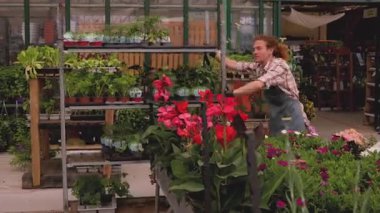 Mature female florist wearing an apron managing plant inventory with a digital tablet at the counter of a flower shop, checking potted petunias and organizing the display for sale
