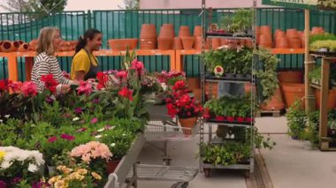 Mature female florist wearing an apron managing plant inventory with a digital tablet at the counter of a flower shop, checking potted petunias and organizing the display for sale