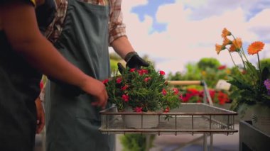 Mature female florist wearing an apron managing plant inventory with a digital tablet at the counter of a flower shop, checking potted petunias and organizing the display for sale