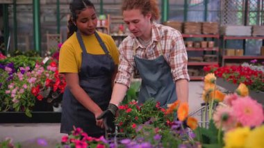 Mature female florist wearing an apron managing plant inventory with a digital tablet at the counter of a flower shop, checking potted petunias and organizing the display for sale