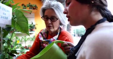 Genç bir kadın çalışana akıl hocalığı yaparken, yerel bir çiçekçide birlikte çalışırken bitki bakımı ve bahçıvanlığı öğretirken, bilgi paylaşımı yaparken tecrübeli bir çiçekçi.