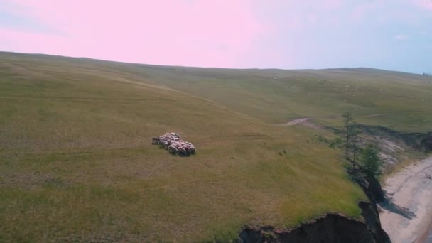 Drone aéreo disparou sobrevoando um bando de ovelhas andando na grama. Dia nublado, voo de baixa altitude. Sibéria, lago Baikal — Vídeo de Stock