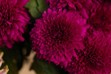 Çiçekler Astra yakın plan