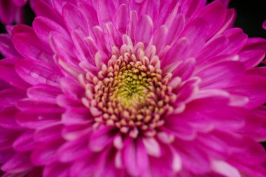 Çiçekler Astra 'ya yakın çekim. Güzel Asterların parlak pembe tomurcukları. Sonbahar çiçekleri. Bilgisayar için PHOTO. Çiçeklerin makro fotoğrafları