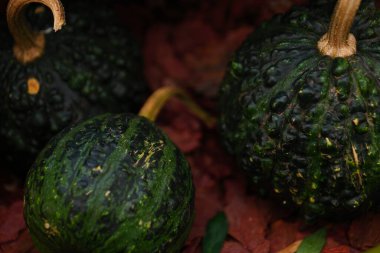 Çeşitli kabak çeşitleri var. Sonbahar hasadı.