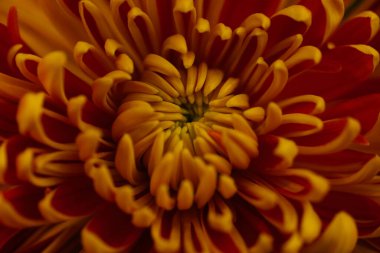 Turuncu-kırmızı bahçe tomurcukları, güzel Asterlar. Çiçeklerin makro fotoğrafları