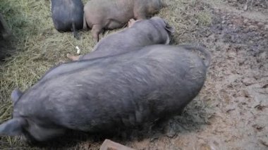 Çiftlikteki Kara Domuz