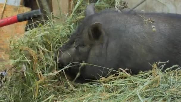 Cochon noir à la ferme — Video