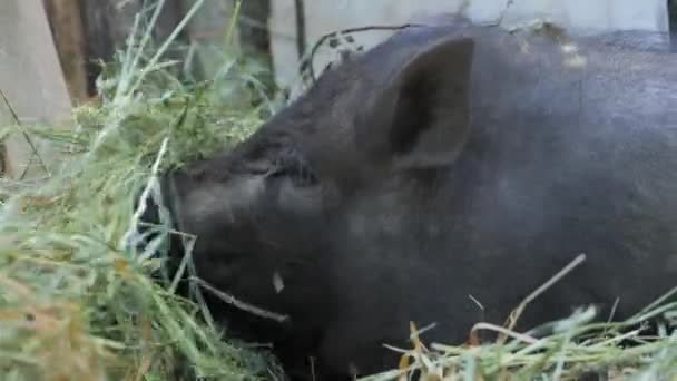 Cochon noir à la ferme — Video