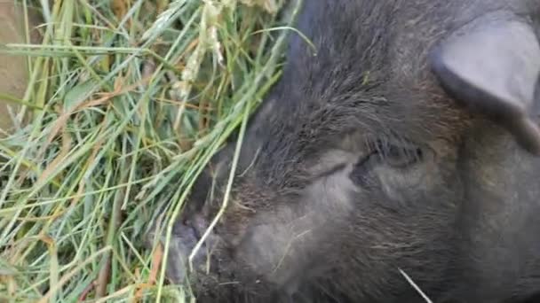 Cochon noir à la ferme — Video