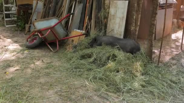 Zwart varken op de boerderij — Stockvideo