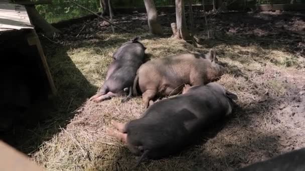 Svart gris på gården — Stockvideo