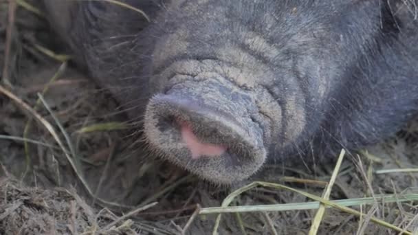 Zwart varken op de boerderij — Stockvideo