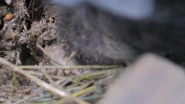 Zwart varken op de boerderij — Stockvideo