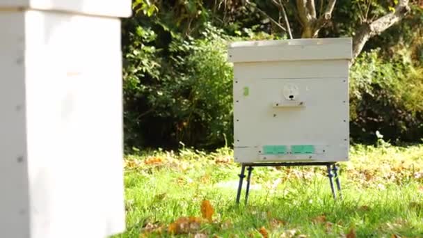 Paseka, pszczoła-rój. Dom dla pszczół. — Wideo stockowe