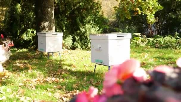 Paseka, beehive bee. Home for bees. — Stock Video