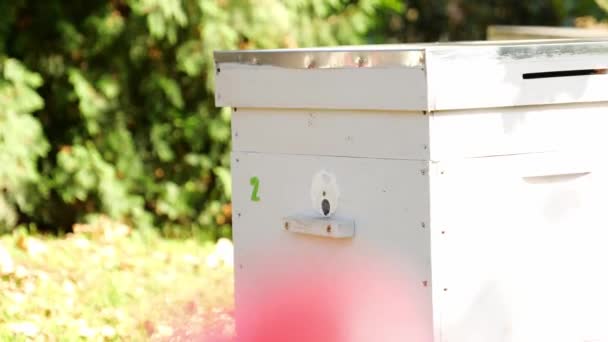 Paseka, arı kovanı. Arılar için ev. — Stok video