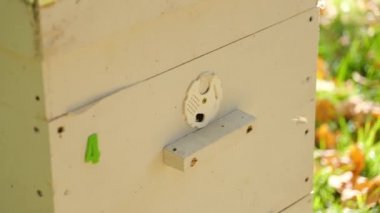 Paseka, arı kovanı. Arılar için ev.